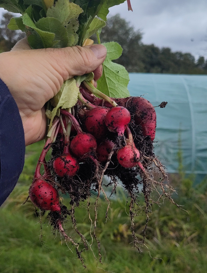 Meine erste Ernte! – Radieschen
