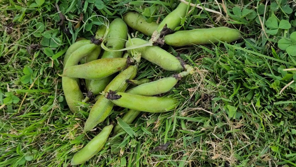 Noternte: Eine Hand voll Saubohnen