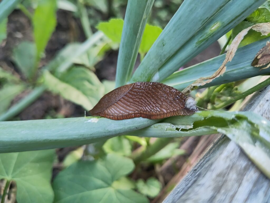Schreckgespenst der Laubenpieper: Die braune Wegschnecke