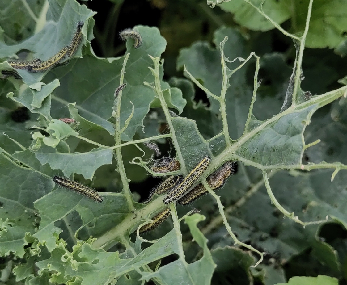 Raupen des Kohlweißlings (Schmetterling)