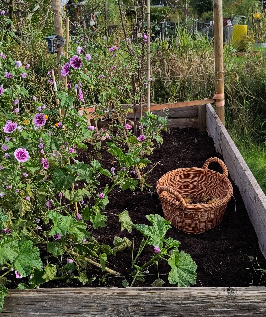 Mein Überraschungsbeet, ein altes Beet vom Vorgänger