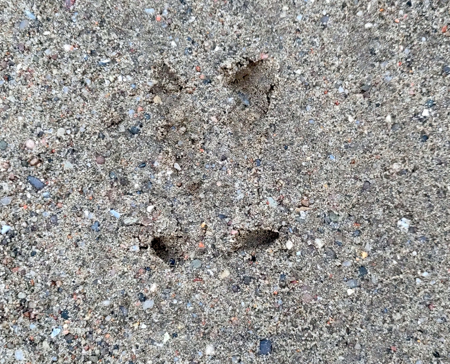 Trittsiegel eines Wildschweins im Rosenweg