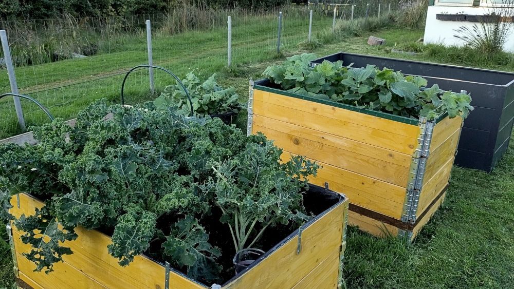 Herbstliches Gemüse: vorn Grünkohl, dahinter Rettich und in anderen Beeten Asiasalate